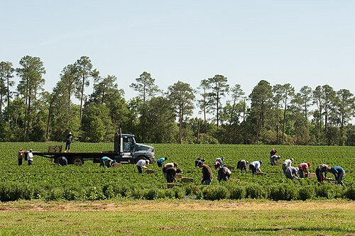 Farm workers picking a field crop by hand