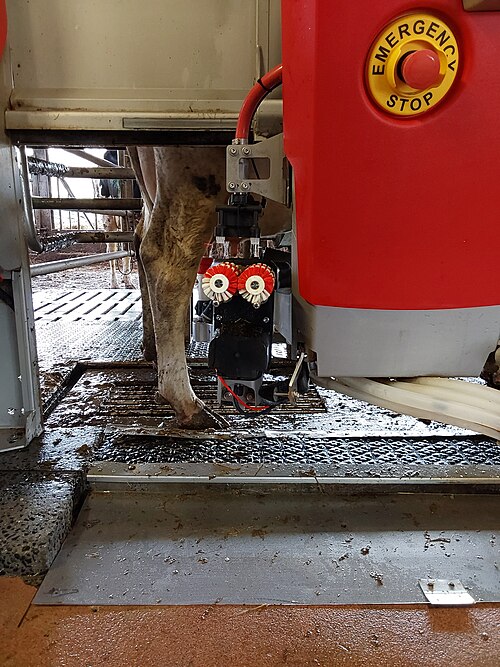 A cow in a milking robot, beside its emergency stop