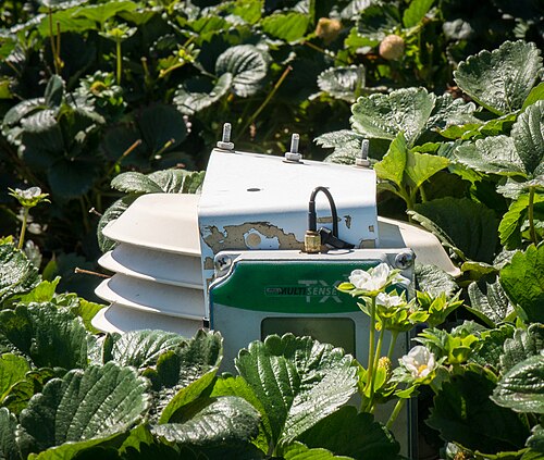 A wireless sensor reporting from a strawberry field