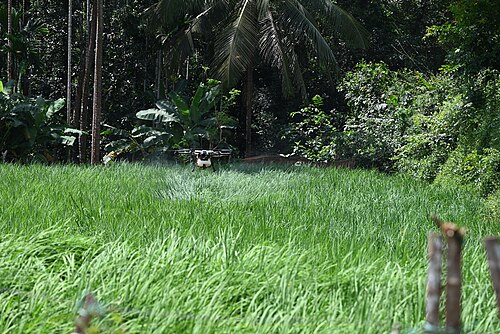 A drone spraying a paddy field